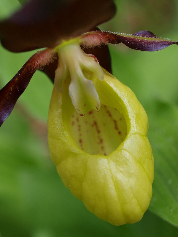 Dal Cadore - Cypripedium calceolus